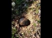space-rock-craze-hits-south-korea-after-meteor-shower