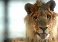 new-life-at-kabul-zoo-for-lion-who-lived-on-a-rooftop