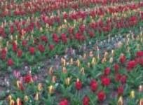 dutch-tulip-fest-keukenhof-opens-to-the-public