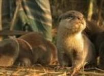 bangladesh-otter-fishing-tradition-faces-extinction