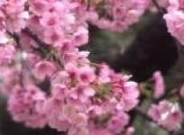 cherry-blossoms-wow-tourists-in-tokyo