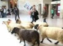 french-farmers-bring-sheep-to-louvre-museum-to-protest