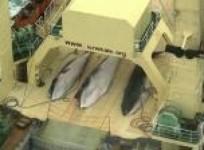 japan-says-will-honour-icj-whaling-decision