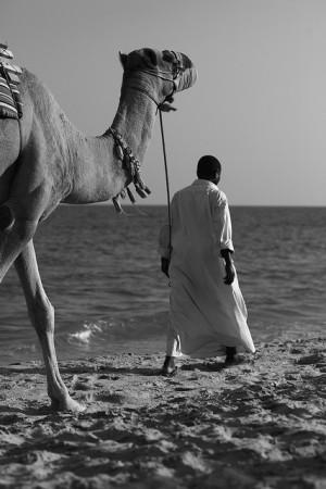 MERS Spreading in US? 2 Health Workers Exposed to the Deadly Virus Show Early Symptoms Camel