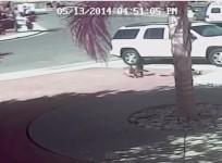 Cat Saves Boy from Dog Attack