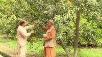 pakistani-mango-growers-slice-in-to-india-market