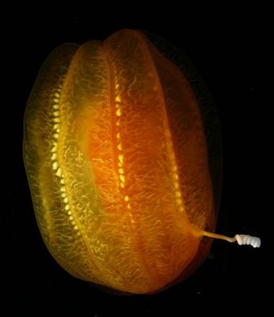 'Aliens of the Sea' Reveals New Approach to Evolution (Wikimedia Commons/Kevin Raskoff)