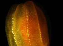 'Aliens of the Sea' Reveals New Approach to Evolution (Wikimedia Commons/Kevin Raskoff)