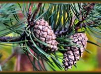 Pine tree