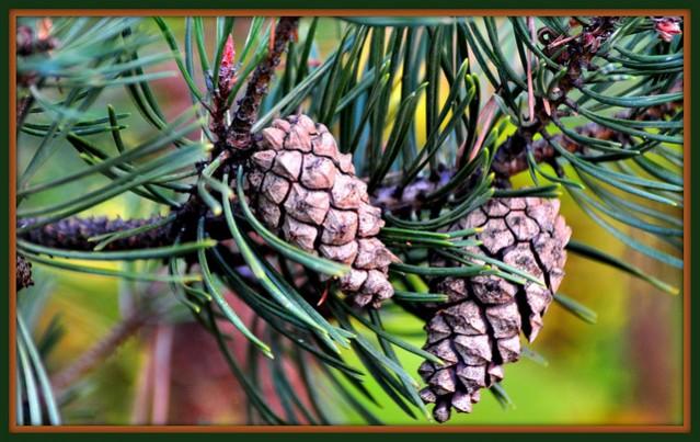 A compound found in pine bark called leelamine, can be used to treat skin cancer melanoma, according to a study. Pine tree