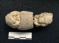 1,500 year-old fossilizes feces (coprolite) discovered in Vieques, Puerto Rico.
