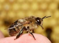 Scientists, Inspired by Nature, Build Next Generation Flying Robots (Wikimedia Commons/Waugsberg)