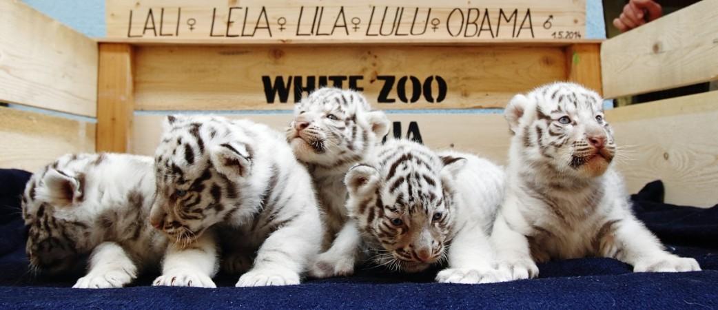 The cub on the extreme right side has been named Obama. The cub on the extreme right side is 'Obama'.