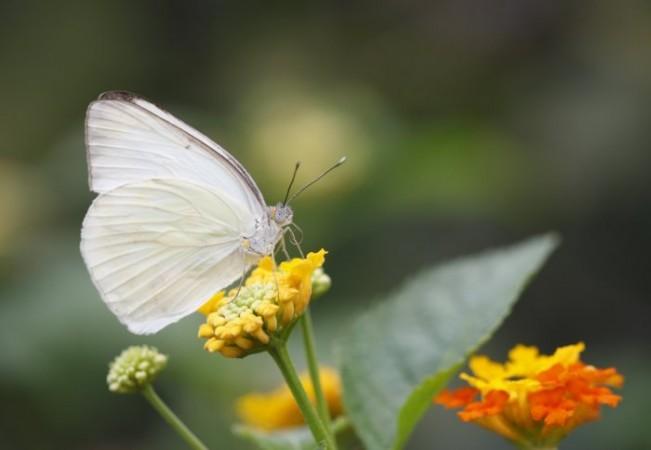 Light-Colored Insects Adapt to Warming Climate Better than Dark-Colored Ones