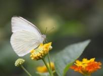 Light-Colored Insects Adapt to Warming Climate Better than Dark-Colored Ones