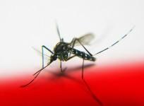 mosquito