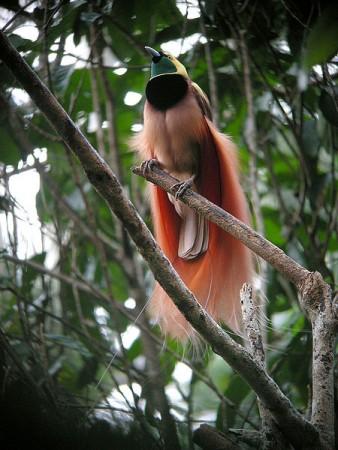 Ancient Birds Lacked in Diversity, Finds Researchers (Wikimedia Commons/markaharper1)