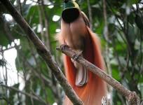 Ancient Birds Lacked in Diversity, Finds Researchers (Wikimedia Commons/markaharper1)