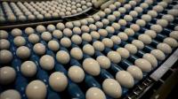 family-owned-egg-plant-separates-whites-from-yolks
