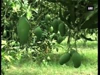 businessmen-pin-hopes-on-fifa-world-cup-to-help-boost-mango-exports