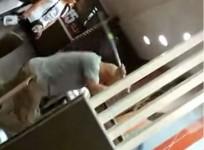 The murder of a woman at a McDonald's restaurant in China has sparked a nation-wide outcry after she was reportedly beaten to death for refusing to join a banned cult.