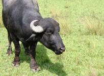 Murrah Buffalo (Wikimedia Commons/Paulo Roberto C M Jr.)