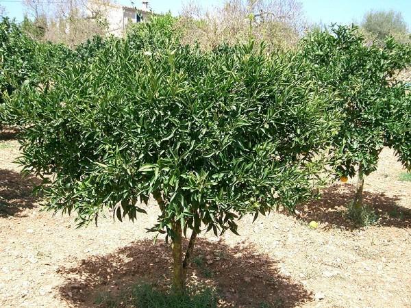 Citrus Tree (Wikimedia Commons/Paucabot)