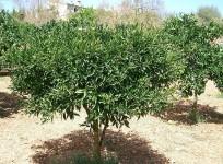 Citrus Tree (Wikimedia Commons/Paucabot)