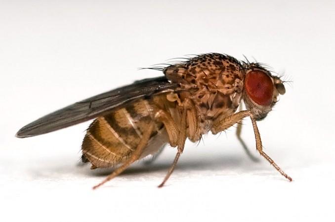 Artificial Sweetener Could be a Possible Pesticide, Study Finds (Wikimedia Commons/Bbski)
