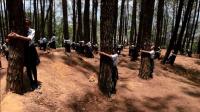 over-2000-nepalese-tree-huggers-set-new-world-record