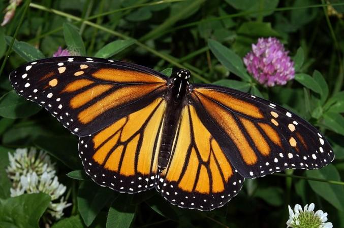 Monarch Butterfly (Wikimedia Commons/Kenneth Dwain Harrelson)