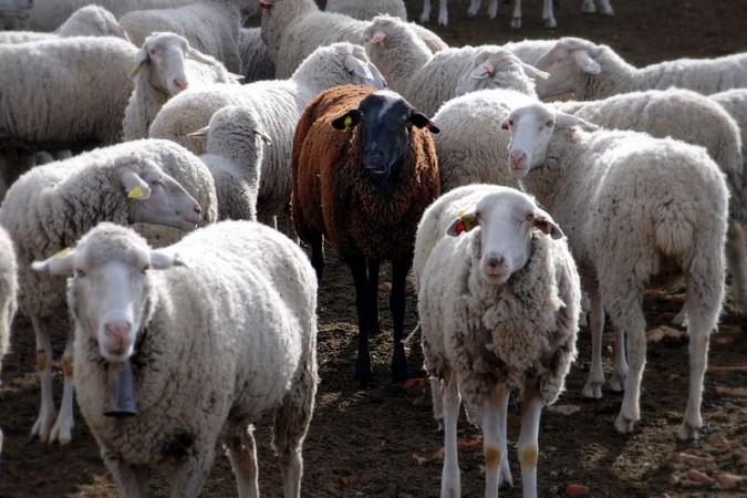 sheep (Wikimedia Commons/Jesus Solana) sheep (Wikimedia Commons/Jesus Solana)