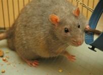 Rats