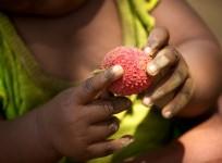 Litchi (Lychee)