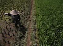 Rise in Carbon Dioxide Level Linked to Low Quality Food