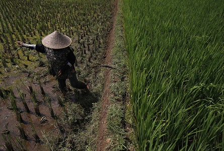 Rise in Carbon Dioxide Level Linked to Low Quality Food