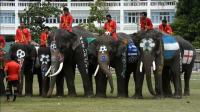 thailands-elephants-hit-by-world-cup-fever