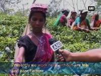 decline-of-insurgency-paves-way-for-the-revival-of-tea-industry-in-tripura