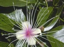 Flower (Wikimedia Commons/Maksim)