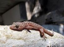 Five-Year-Old Child Dubbed 'Lizard Boy' as his Skin Turns to Horrific Scales (Representation Pic/Wikimedia Commons/ZooFari)