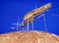 Resistant Mosquitoes to Fight Dengue in Australia (CDC/James Gathany/Wikimedia Commons)