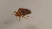 new-york-bedbugs-bite-back