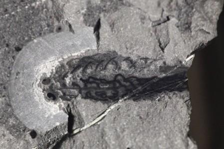 Metasprigina fossil from Marble Canyon, which lived about 514 to 505 million years ago during the Cambrian period is shown (Reuters) Metasprigina fossil from Marble Canyon, which lived about 514 to 505 million years ago during the Cambrian period is shown (Reuters)