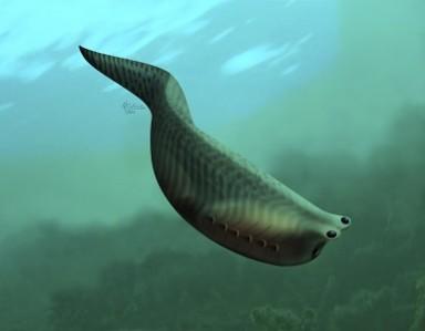 An artist illustration of Metaspriggina, which lived about 514 to 505 million years ago during the Cambrian period is shown (Reuters) An artist illustration of Metaspriggina, which lived about 514 to 505 million years ago during the Cambrian period is shown (Reuters)