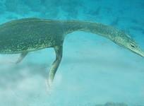Seabed scene, Luoping, 245 Myr ago. The nothosaur, Lariosaurus, prowls along the sea floor. The reconstruction scene is based on the tracks, and the researchers' identification of the most likely trackmaker, as well as an interpretation of a likely functi