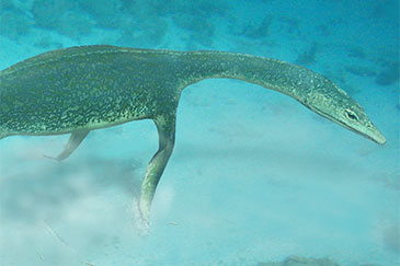 Seabed scene, Luoping, 245 Myr ago. The nothosaur, Lariosaurus, prowls along the sea floor. The reconstruction scene is based on the tracks, and the researchers' identification of the most likely trackmaker, as well as an interpretation of a likely functi