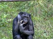 chimpanzee (Wikimedia Commons/Kabir Bakie)