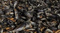 malawis-fish-stocks-in-sharp-decline