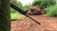 wildlife-regulator-africa-surpasses-asia-in-ivory-seizures