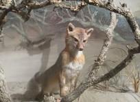 Ancient Fossil of Arctic Fox Discovered in Tibet (Representational Image) [Wikimedia Commons/Billy Hathorn)